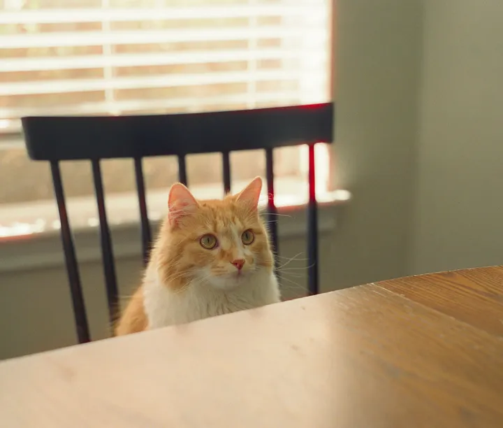 Bright, tidy living room in a home with pets