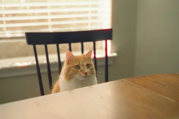 Bright, tidy living room in a home with pets