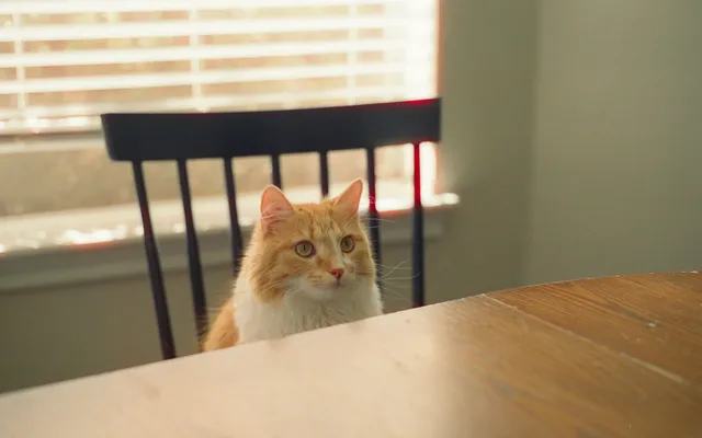 Bright, tidy living room in a home with pets