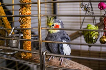 Pet bird in a cage at home