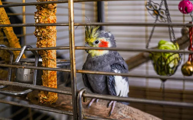 Pet bird in a cage at home