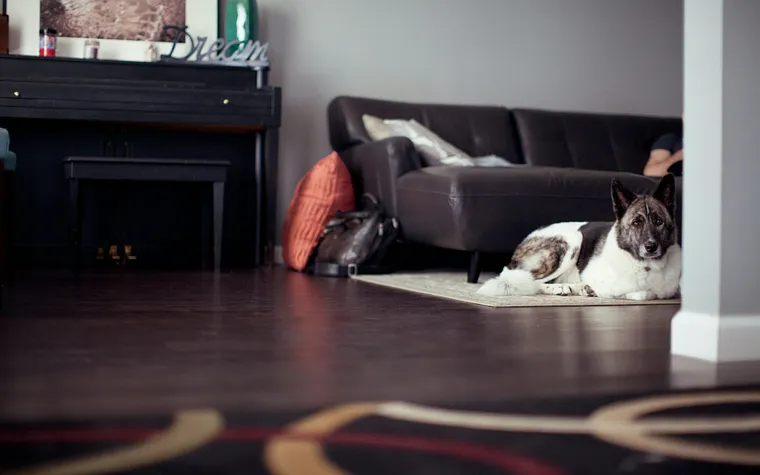 Dog resting on a mat in a modern living room