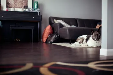 Dog relaxing in a bright living room at home
